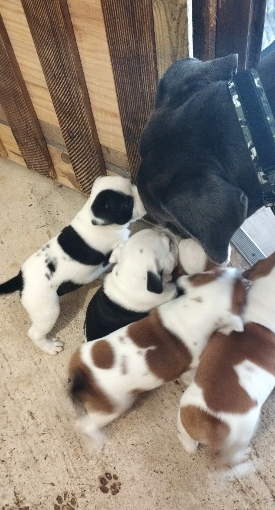 chiot Staffordshire Bull Terrier Guardians Of Storming Wheel