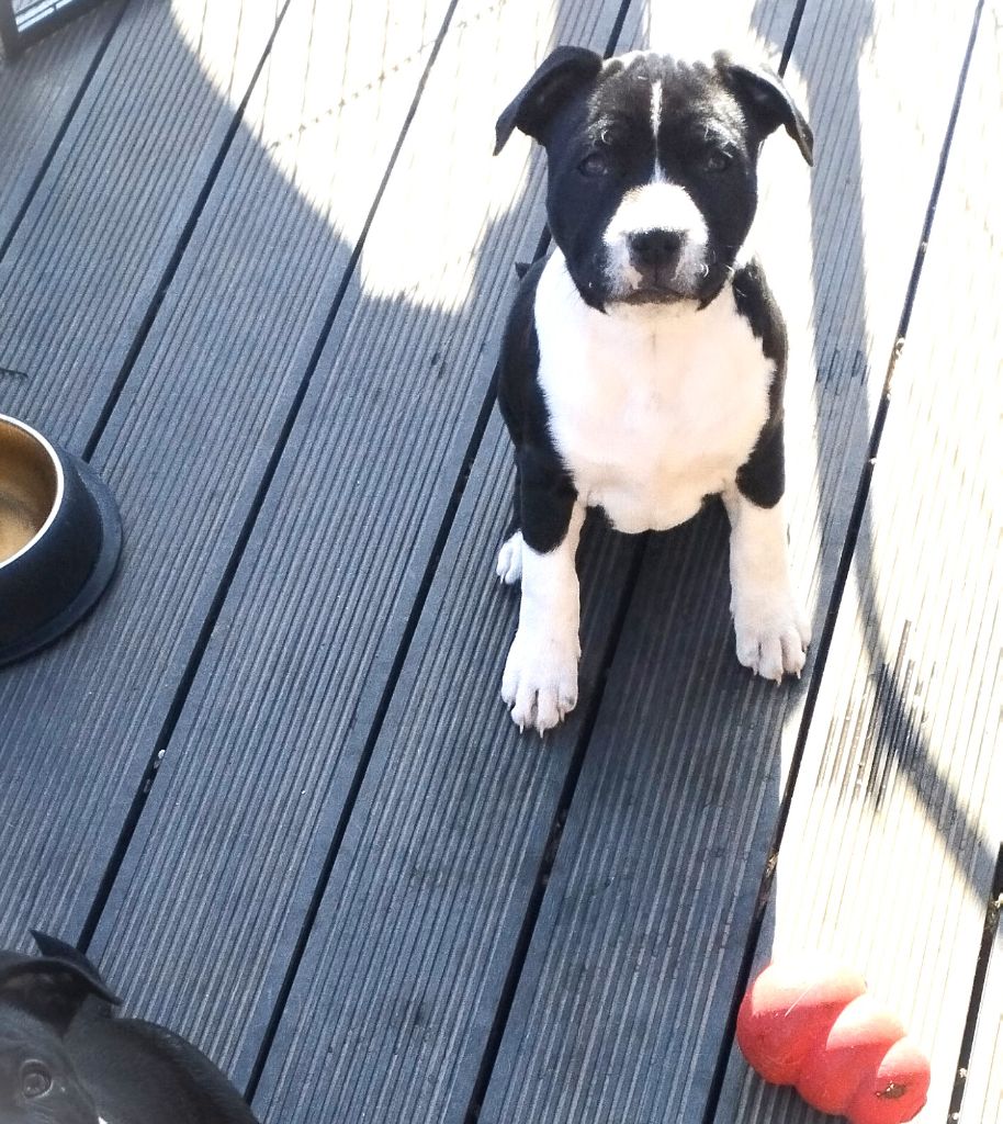 Guardians Of Storming Wheel - Available Puppies - Staffordshire Bull Terrier