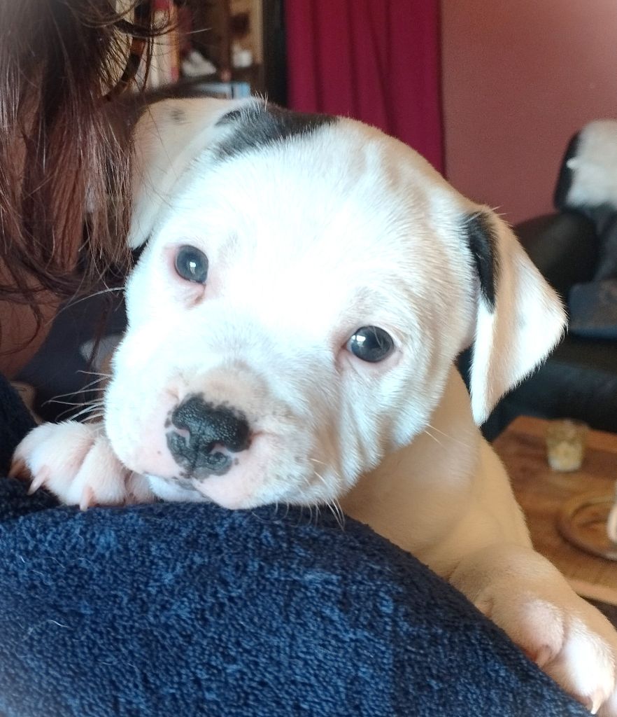 Guardians Of Storming Wheel - Available Puppies - Staffordshire Bull Terrier