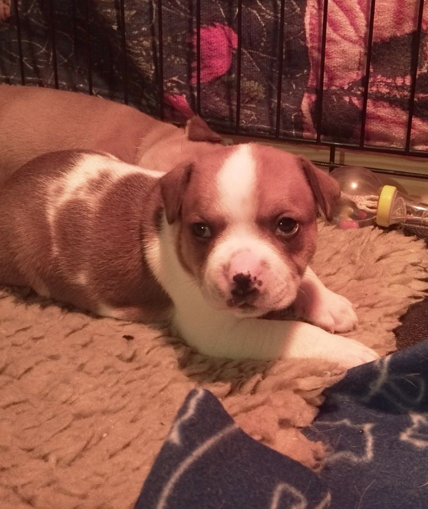 Aiko angel Guardians Of Storming Wheel