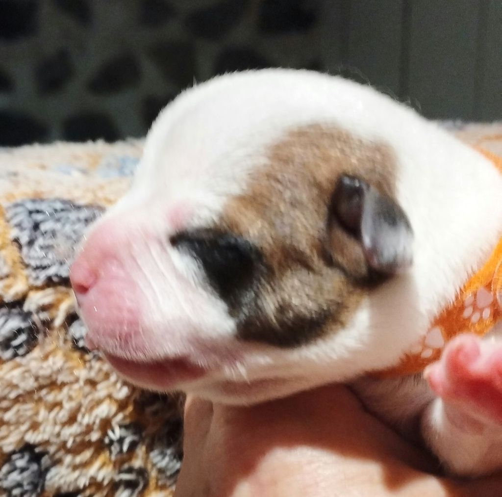 Voxan Guardians Of Storming Wheel