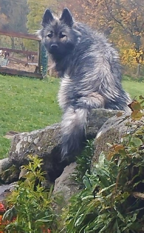 Valhalla véneriss Des crinières de feu