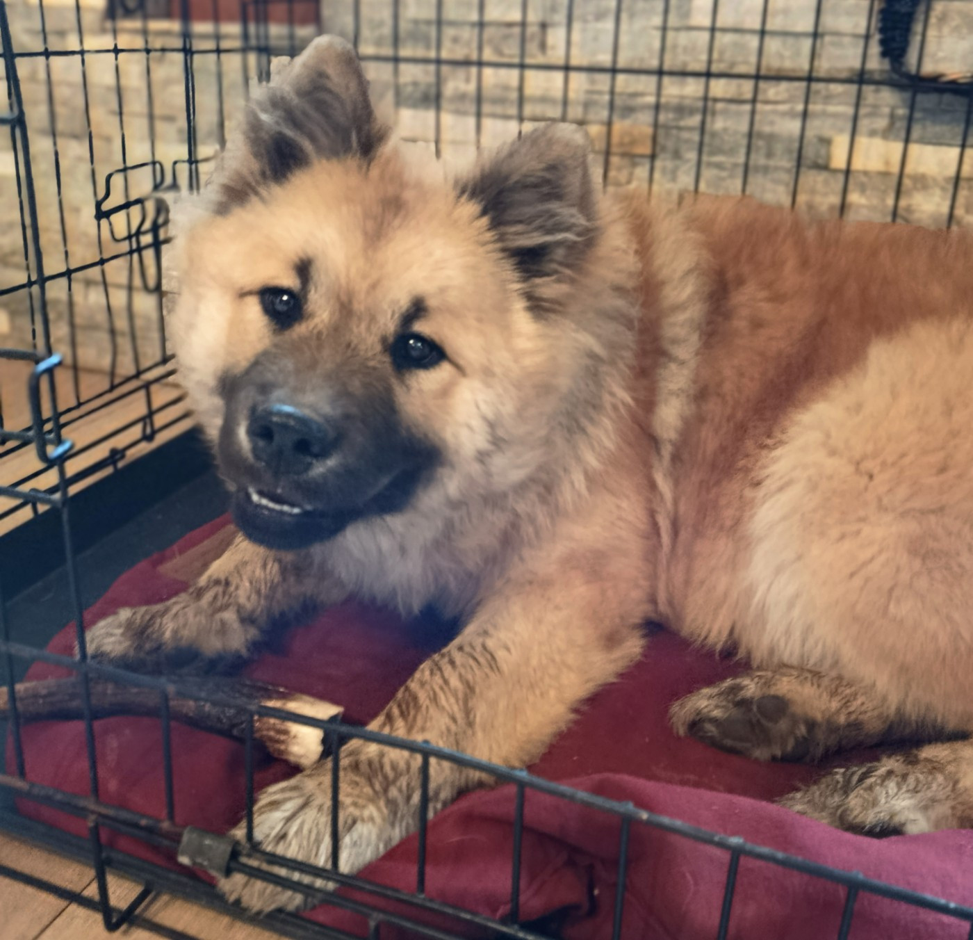 Akirèle lhamo Shakia de nibele