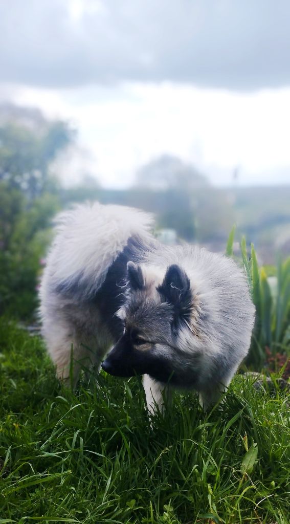 Valhalla véneriss Des crinières de feu