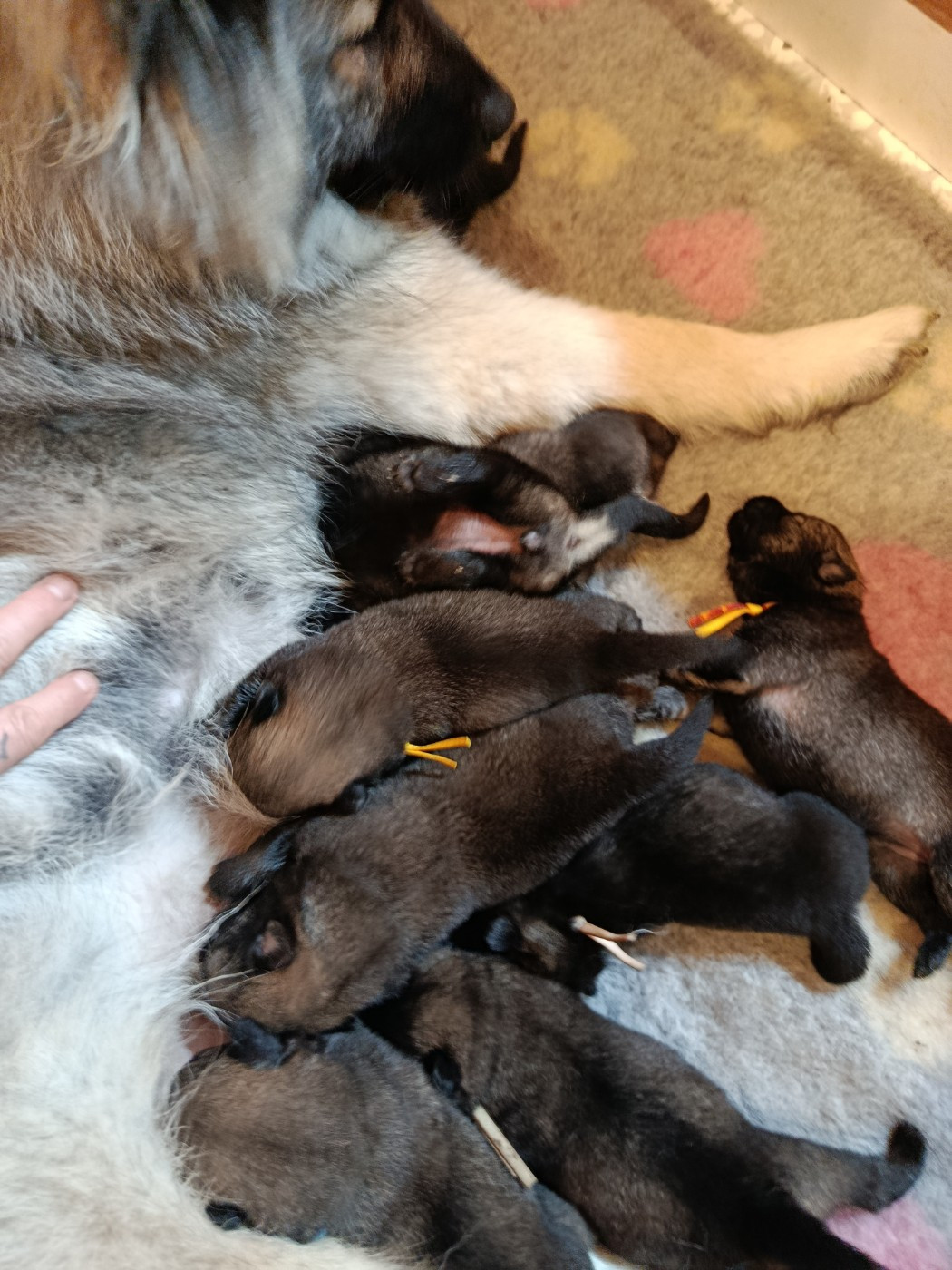 LES BEBES SONT ARRIVES !!!