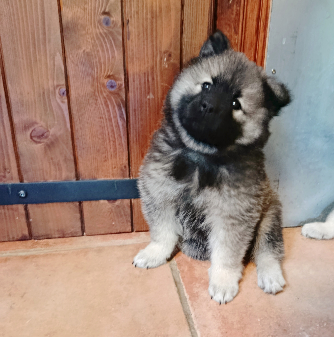 1 petite femelle disponible à la réservation !