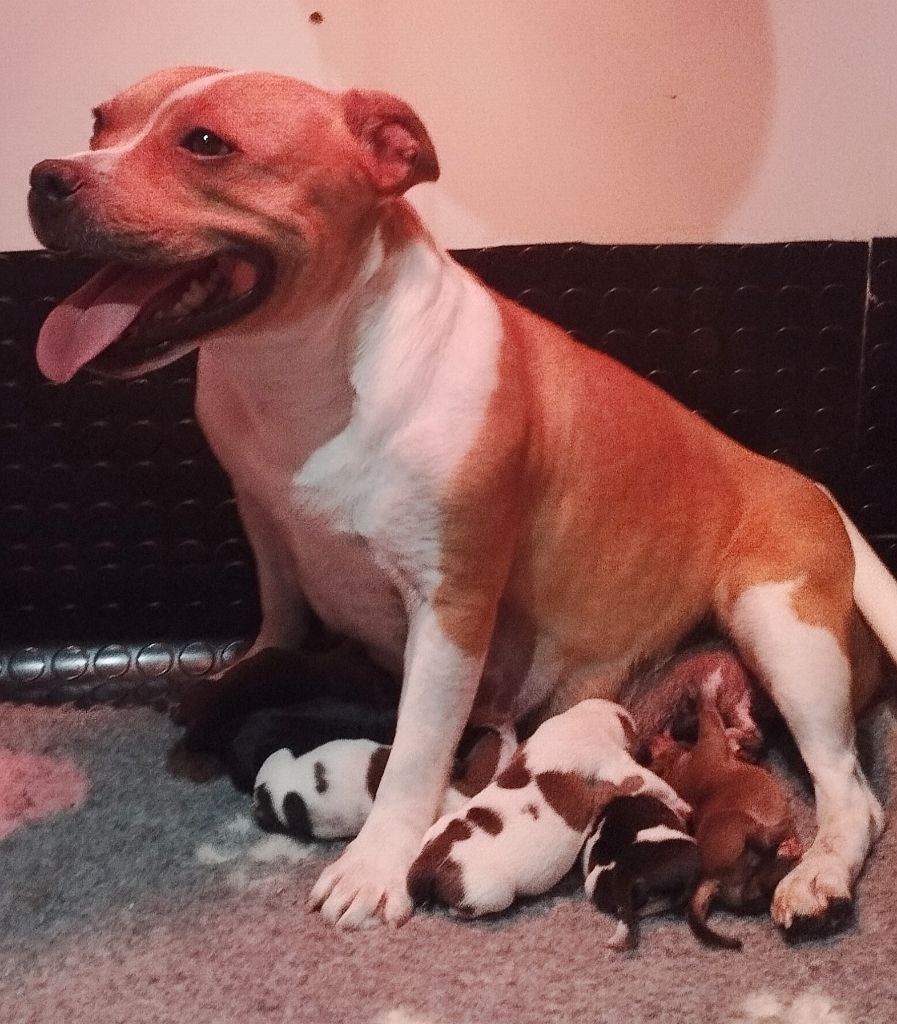 Superbe portée : Naissance 02/07