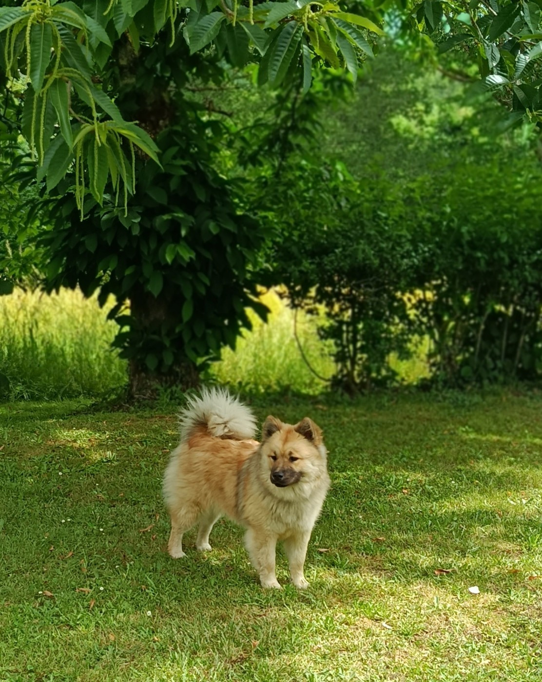Akirèle lhamo Shakia