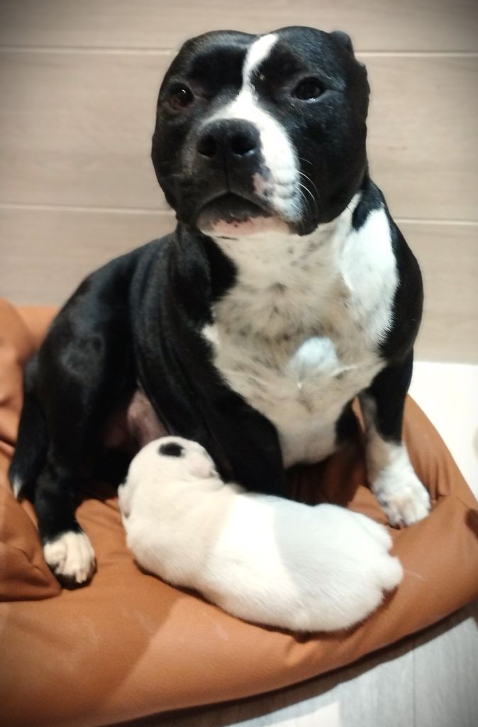 MES CHIENS : une équipe soudée !