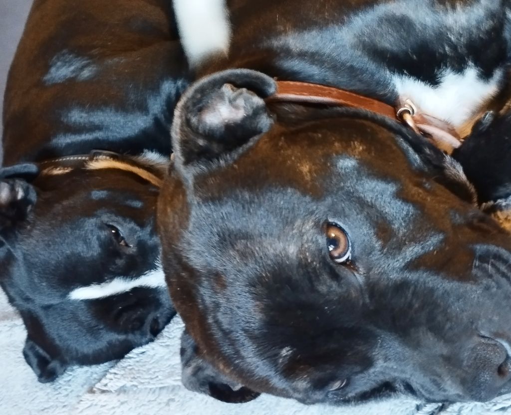 MES CHIENS : une équipe soudée !