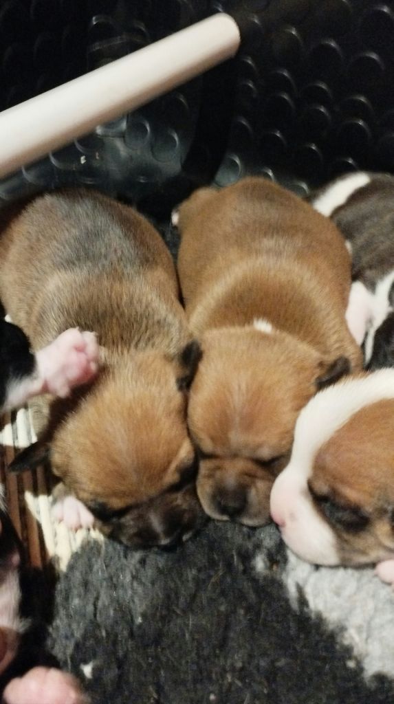 Chiot Staffordshire Bull Terrier Guardians Of Storming Wheel