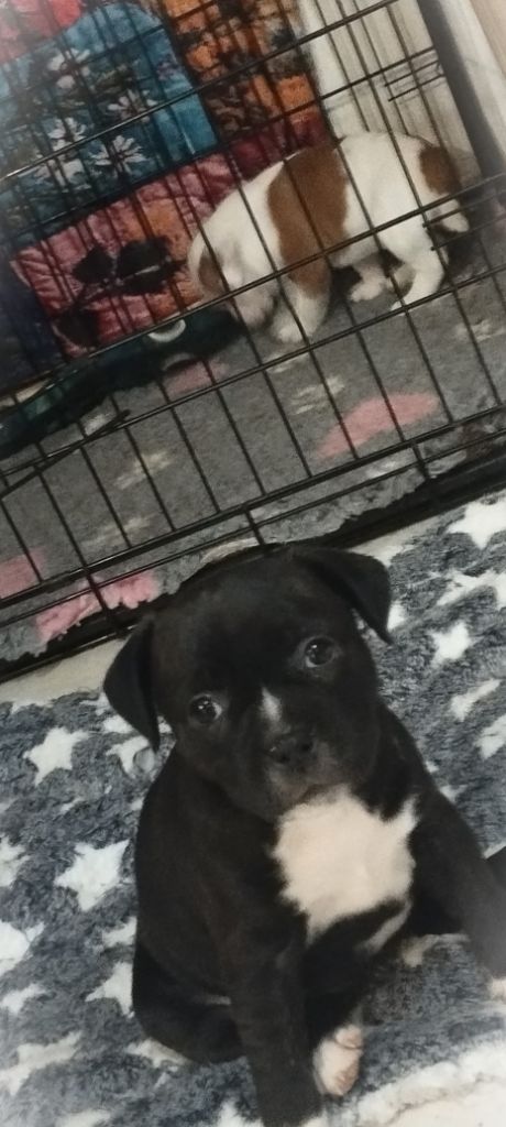 Guardians Of Storming Wheel - Chiots disponibles - Staffordshire Bull Terrier