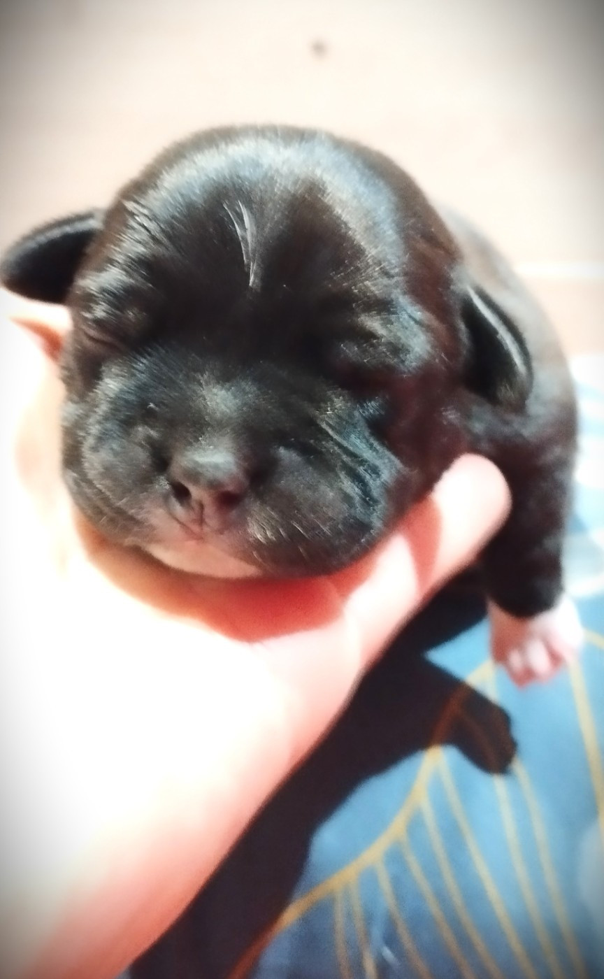 Guardians Of Storming Wheel - Staffordshire Bull Terrier - Portée née le 25/08/2024