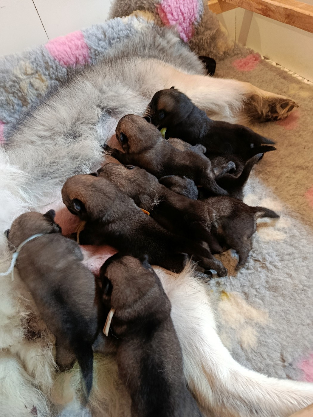 Chiot Eurasier Guardians Of Storming Wheel