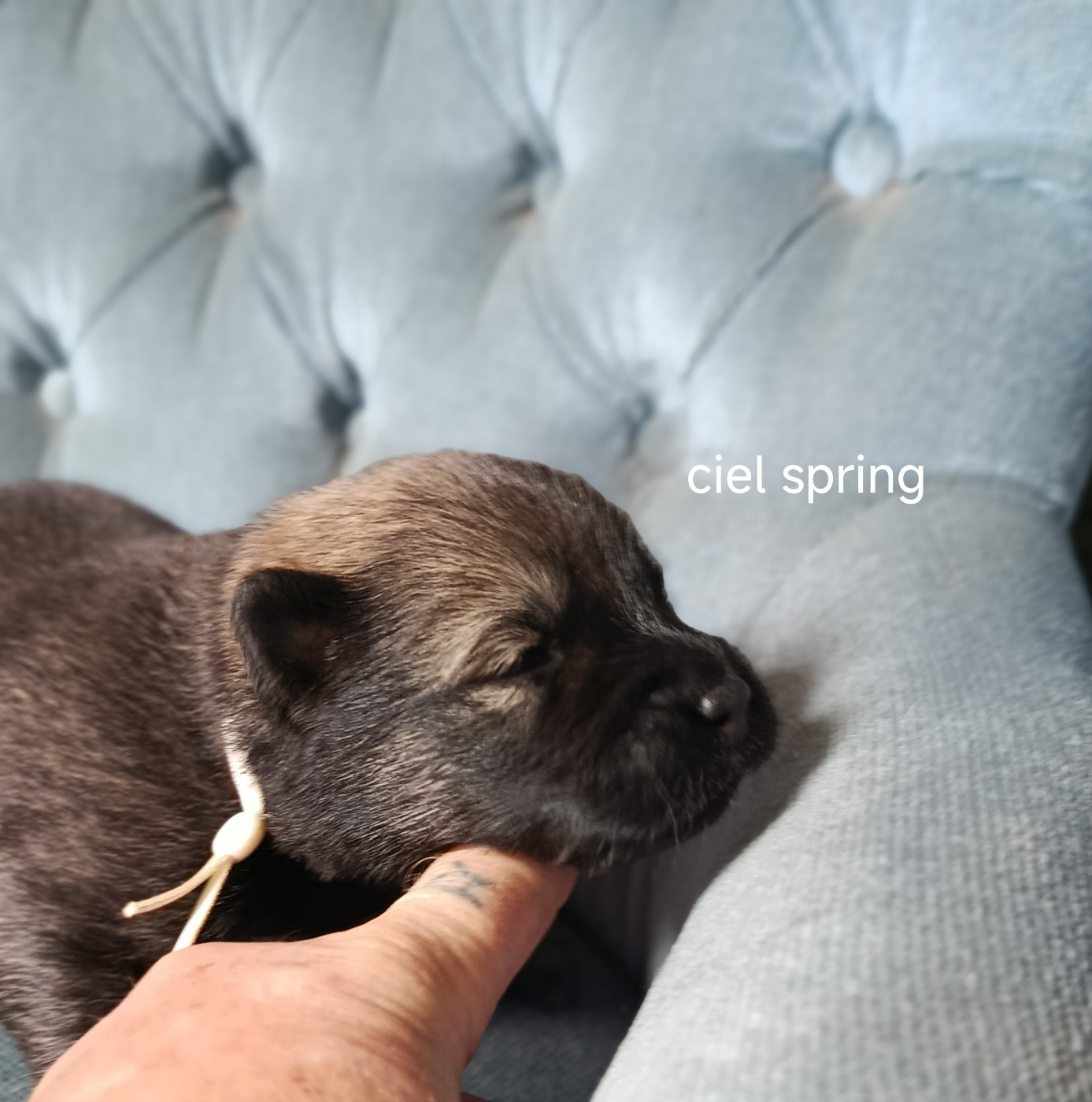 Guardians Of Storming Wheel - Chiots disponibles - Eurasier