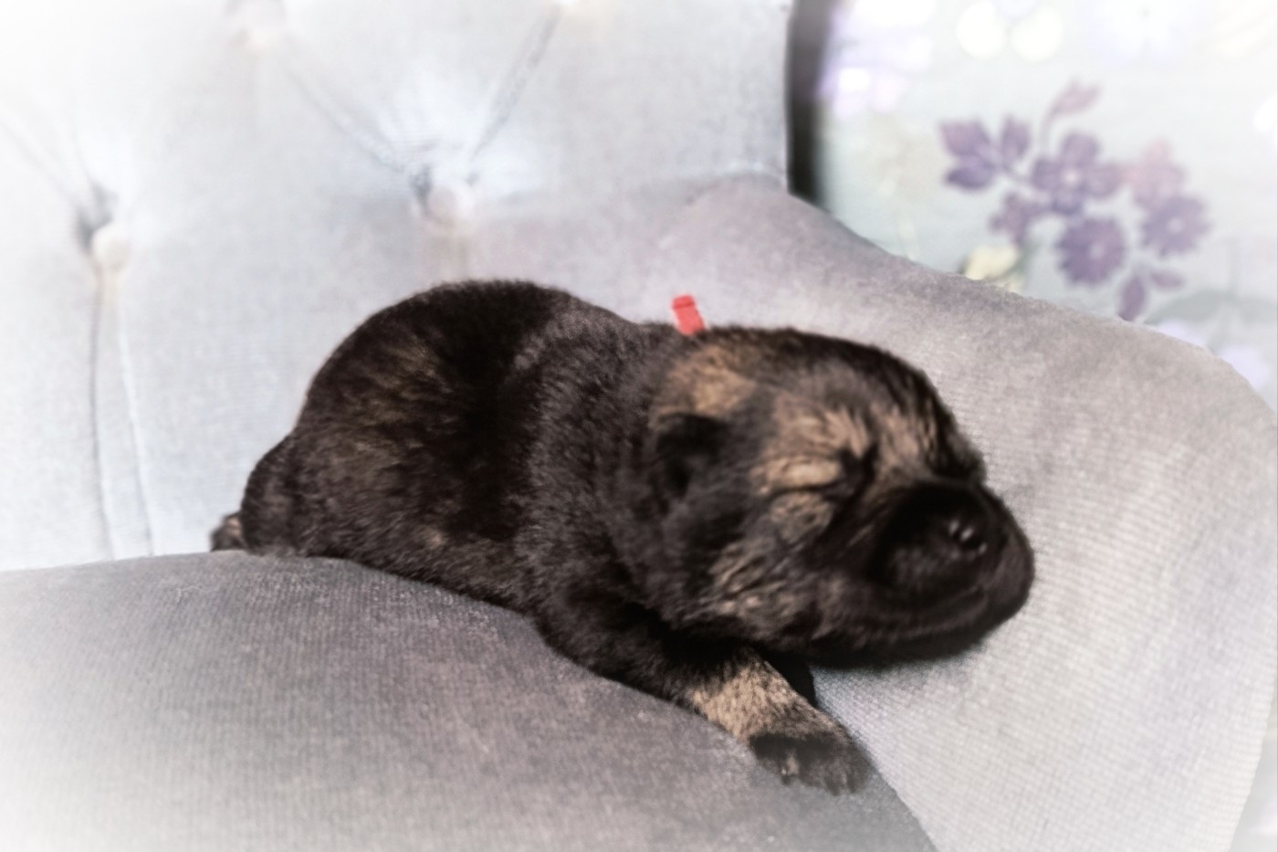 Guardians Of Storming Wheel - Chiots disponibles - Eurasier
