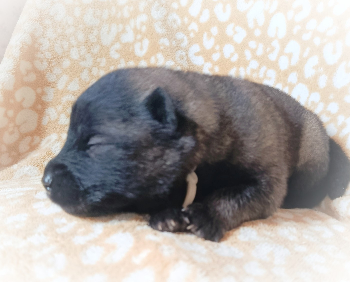 Guardians Of Storming Wheel - Chiots disponibles - Eurasier