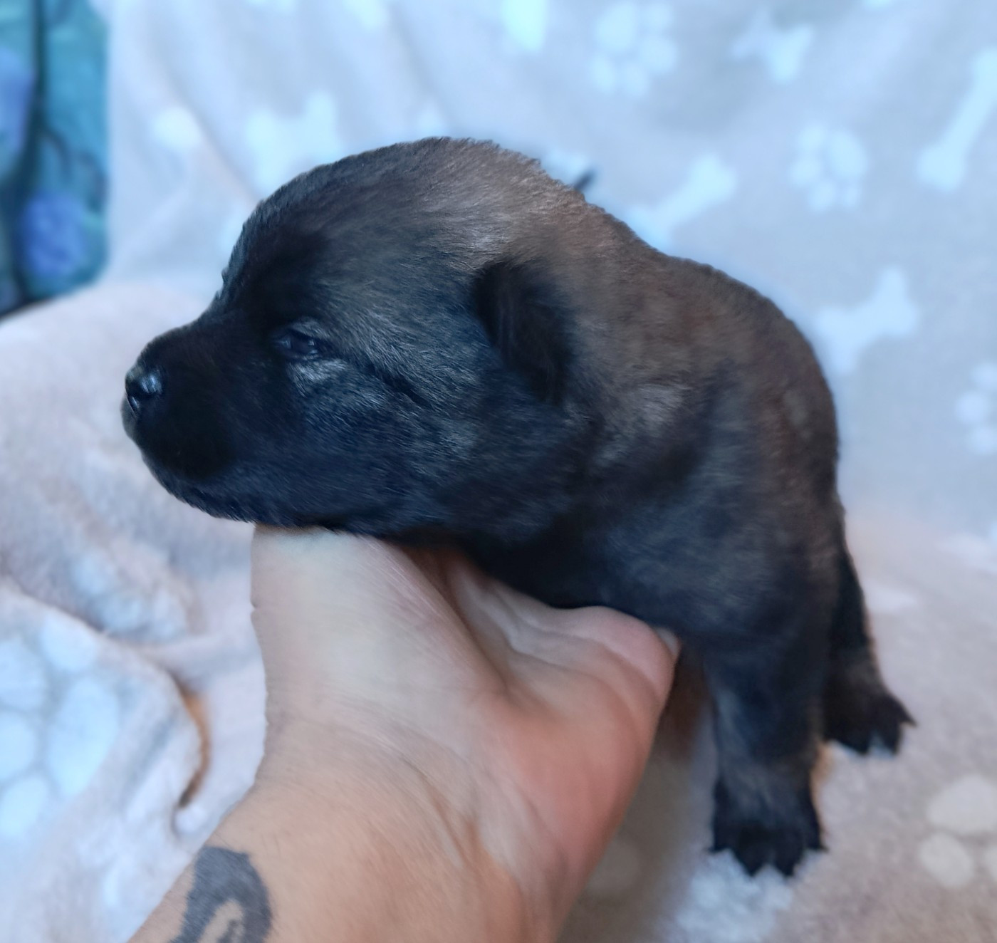 Guardians Of Storming Wheel - Chiots disponibles - Eurasier