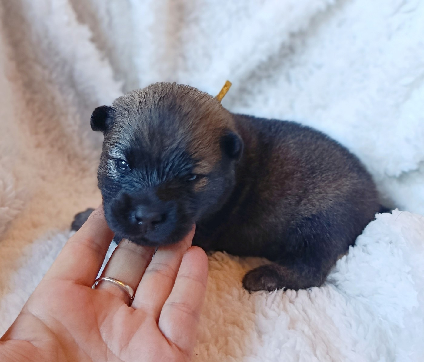 Guardians Of Storming Wheel - Chiots disponibles - Eurasier