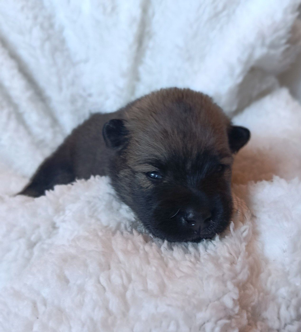 Guardians Of Storming Wheel - Chiots disponibles - Eurasier
