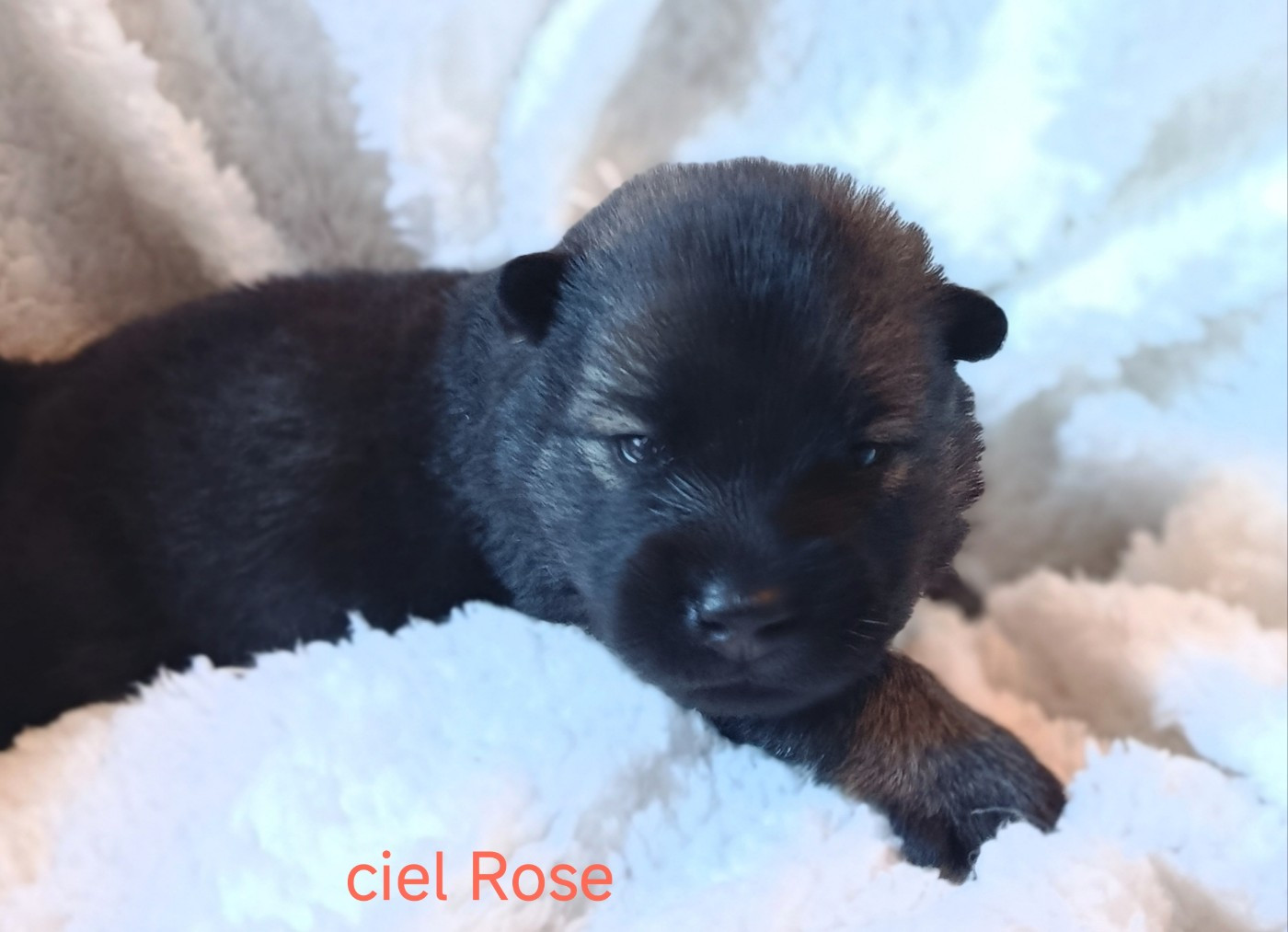 Guardians Of Storming Wheel - Chiots disponibles - Eurasier
