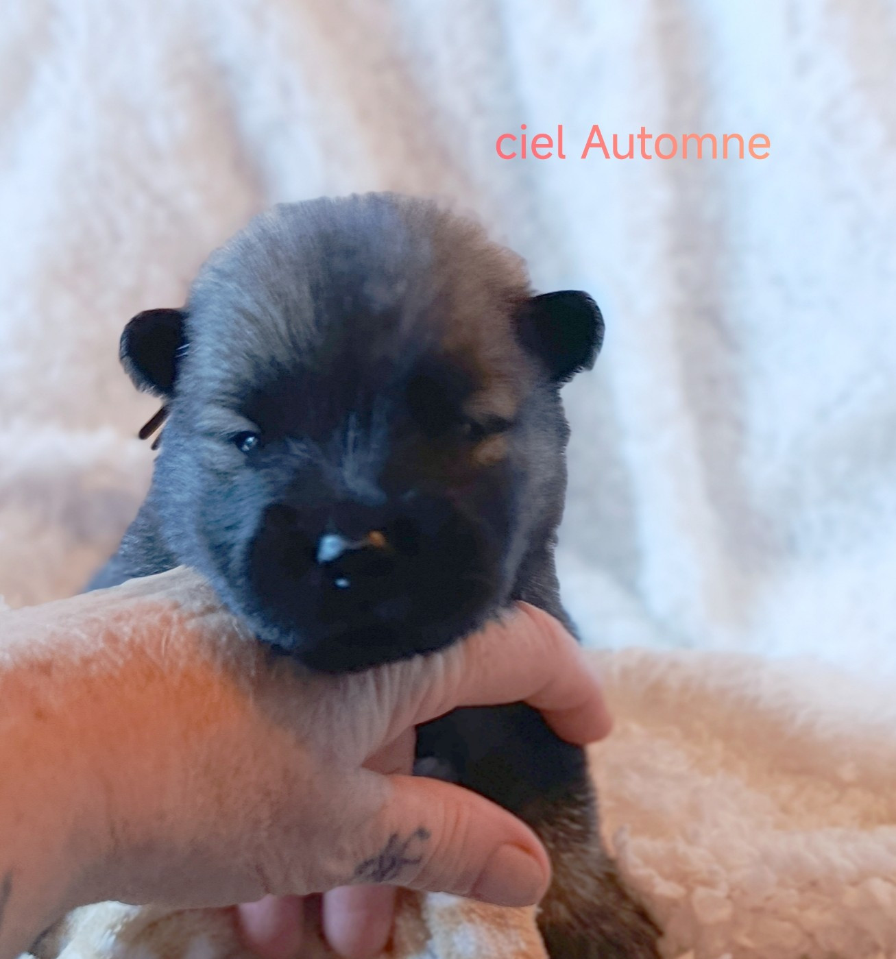 Guardians Of Storming Wheel - Chiots disponibles - Eurasier