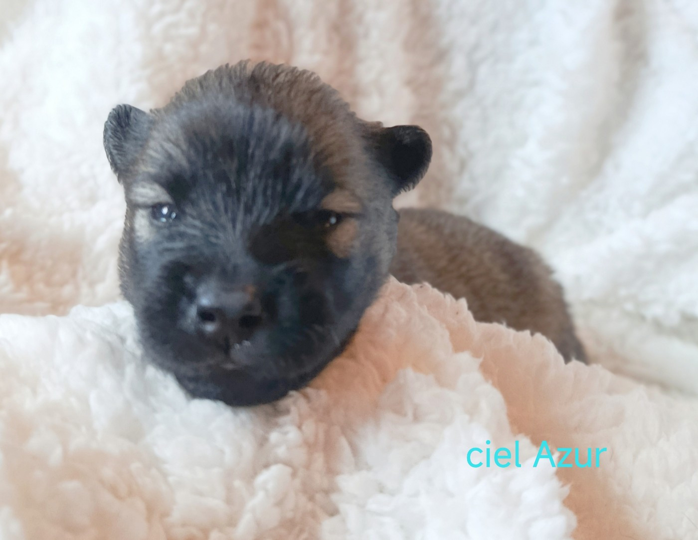 Guardians Of Storming Wheel - Chiots disponibles - Eurasier
