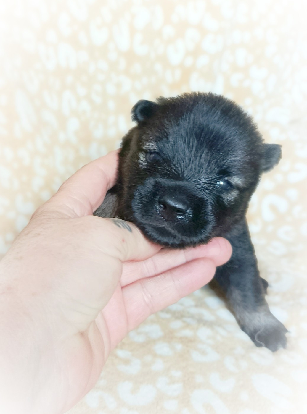 Guardians Of Storming Wheel - Chiots disponibles - Eurasier