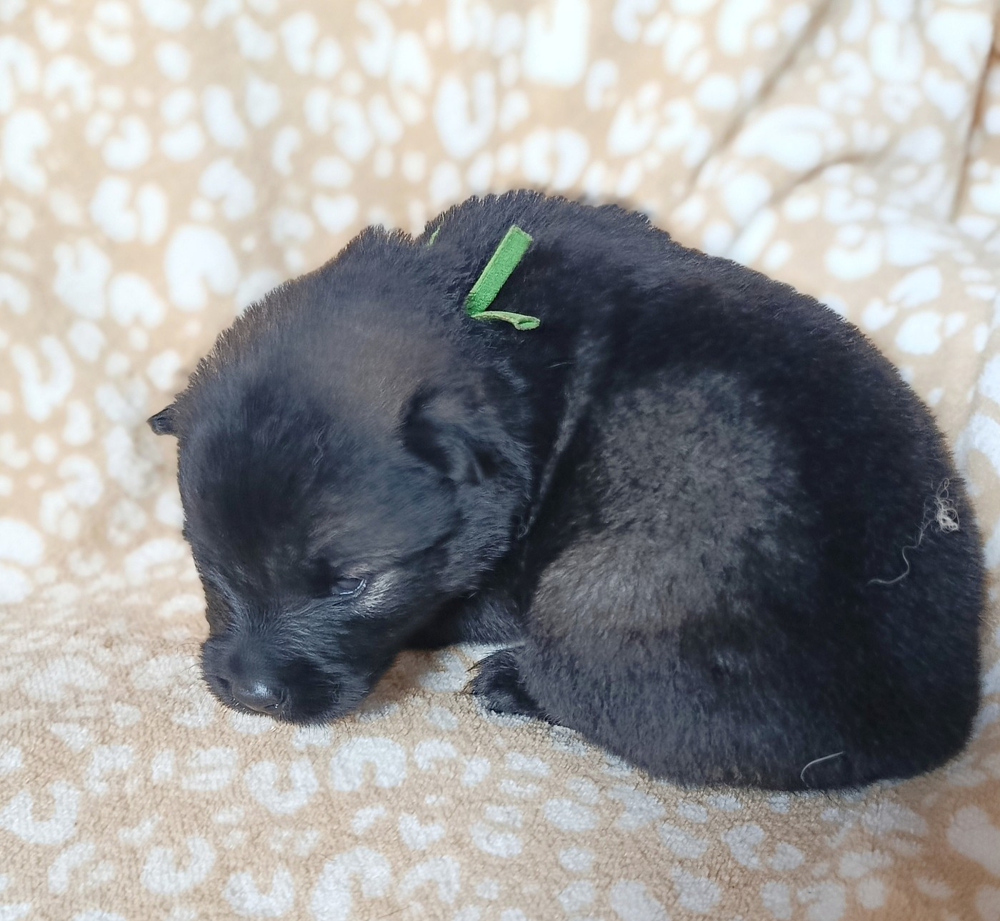 Guardians Of Storming Wheel - Chiots disponibles - Eurasier