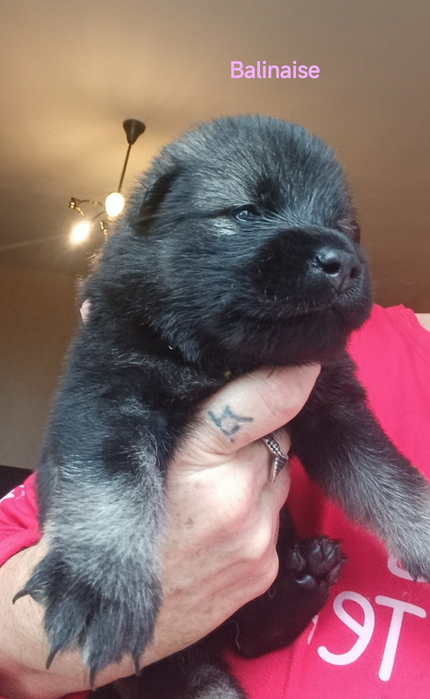 Guardians Of Storming Wheel - Chiots disponibles - Eurasier