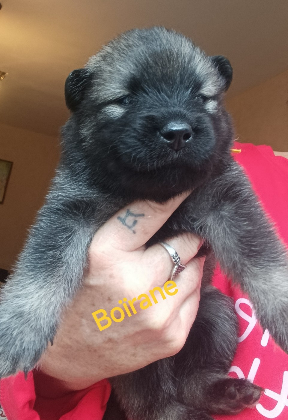 Guardians Of Storming Wheel - Chiots disponibles - Eurasier