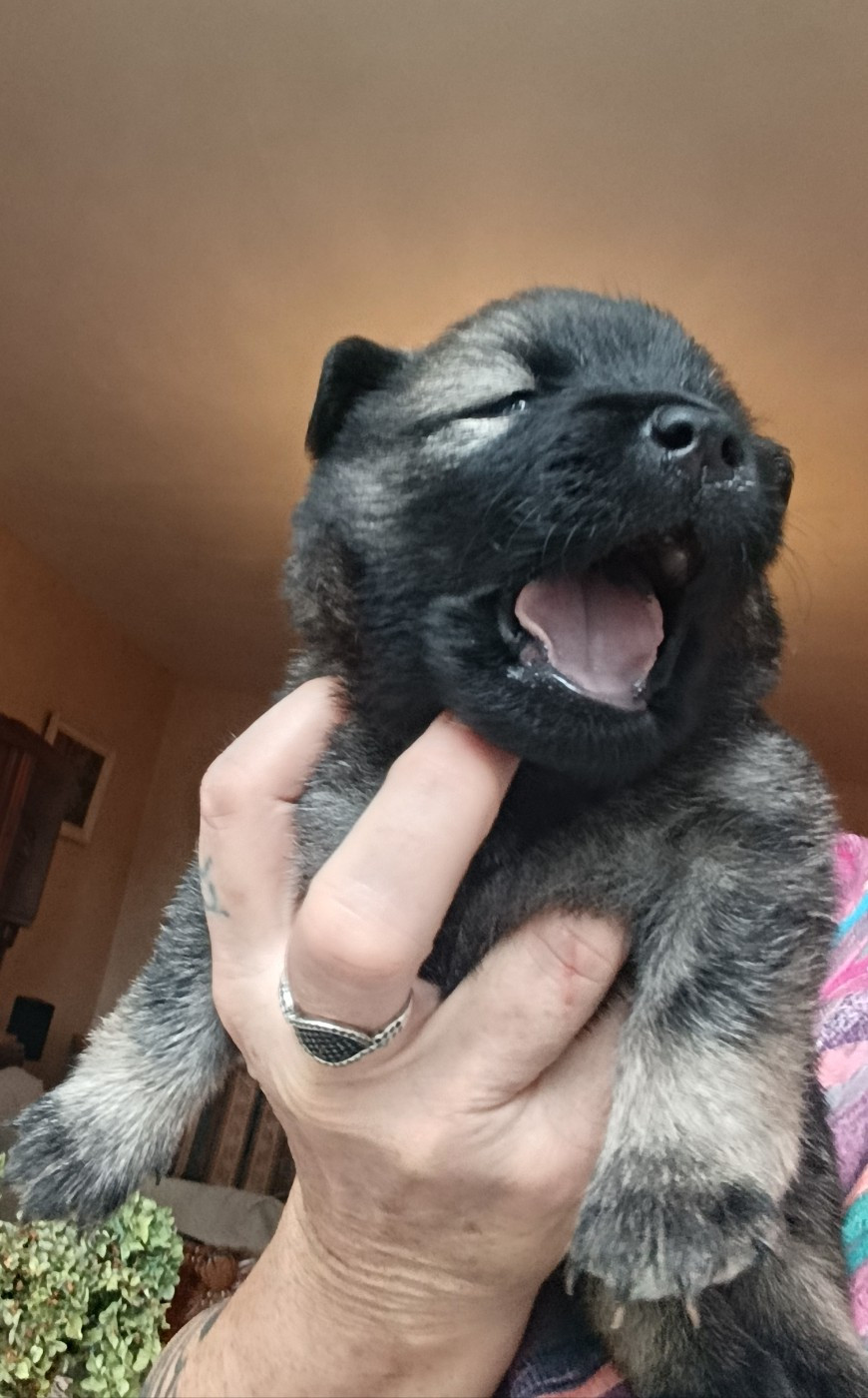 Guardians Of Storming Wheel - Chiots disponibles - Eurasier