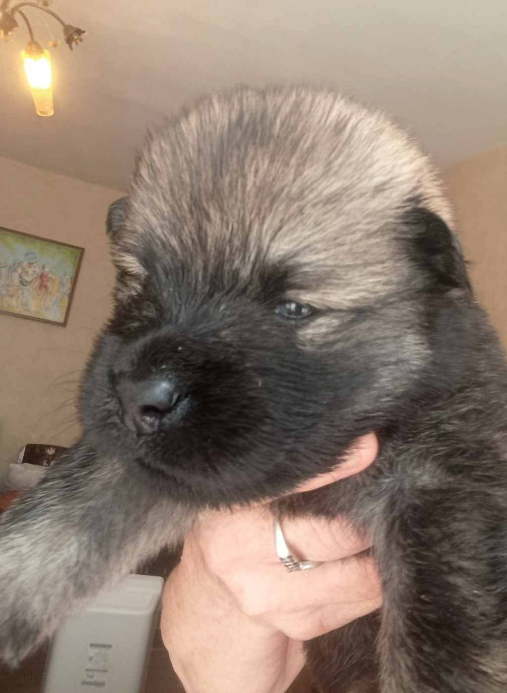 Guardians Of Storming Wheel - Chiots disponibles - Eurasier