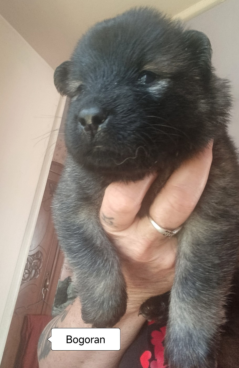 Guardians Of Storming Wheel - Chiots disponibles - Eurasier