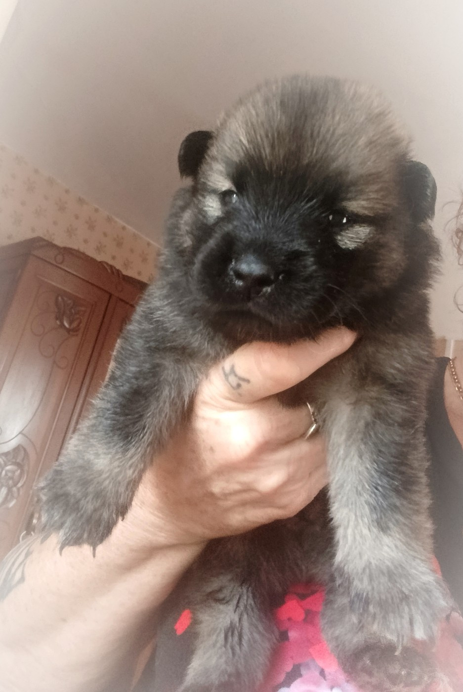 Guardians Of Storming Wheel - Chiots disponibles - Eurasier