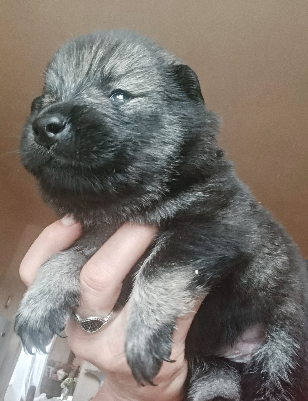 Guardians Of Storming Wheel - Chiots disponibles - Eurasier