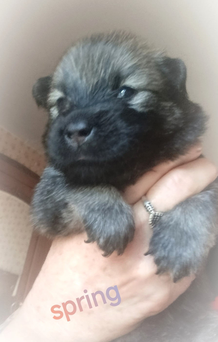 Guardians Of Storming Wheel - Chiots disponibles - Eurasier