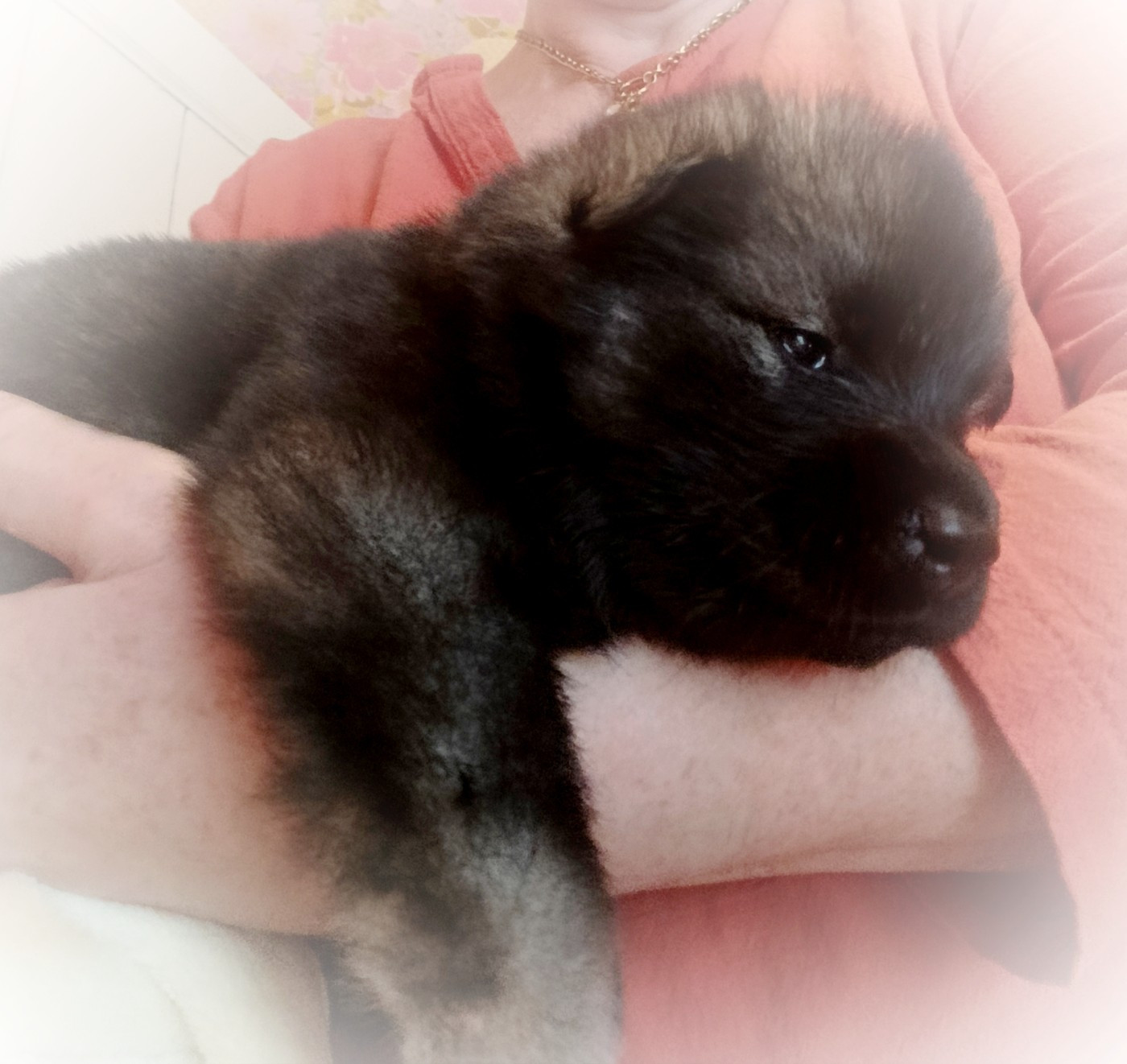 Guardians Of Storming Wheel - Chiots disponibles - Eurasier