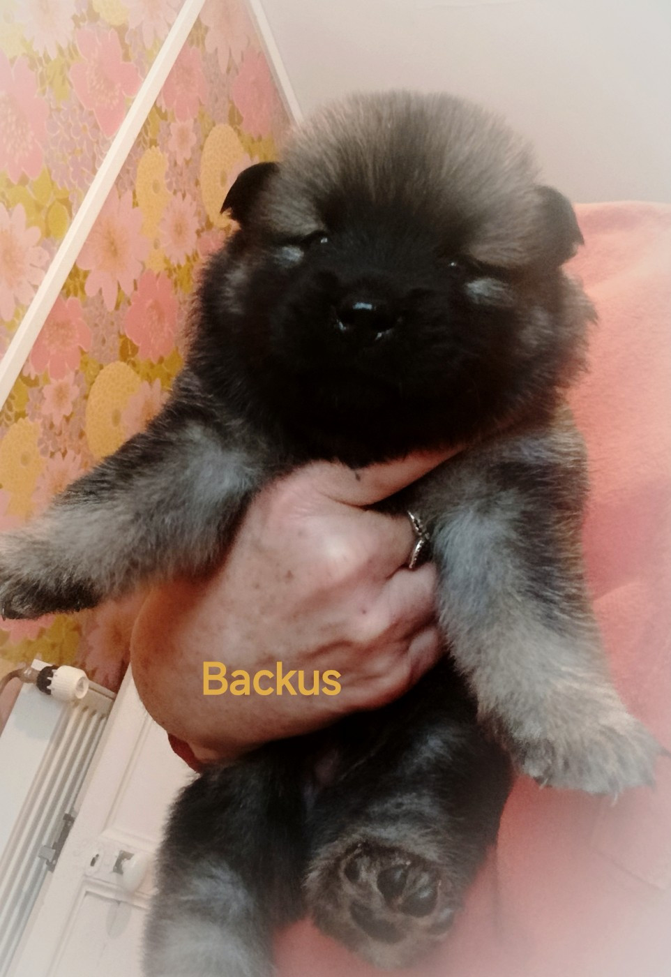 Guardians Of Storming Wheel - Chiots disponibles - Eurasier