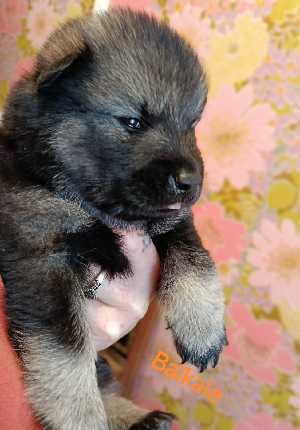 Guardians Of Storming Wheel - Chiots disponibles - Eurasier