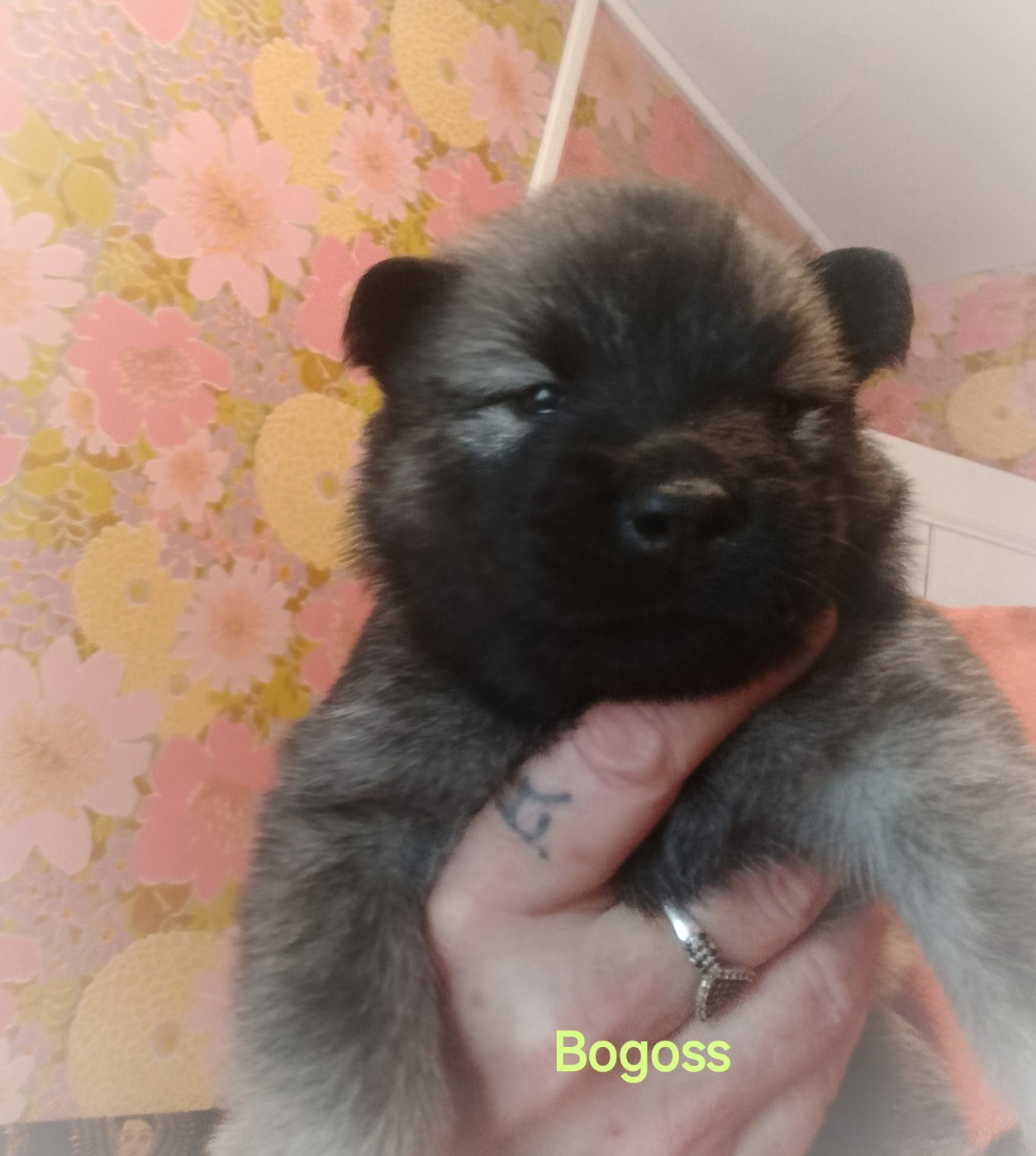 Guardians Of Storming Wheel - Chiots disponibles - Eurasier