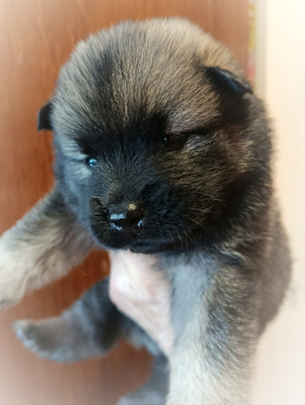 Guardians Of Storming Wheel - Chiots disponibles - Eurasier