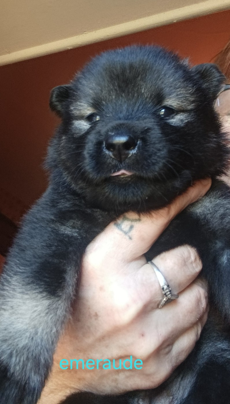 Guardians Of Storming Wheel - Chiots disponibles - Eurasier