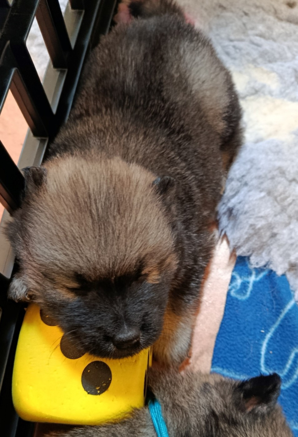 Guardians Of Storming Wheel - Chiots disponibles - Eurasier