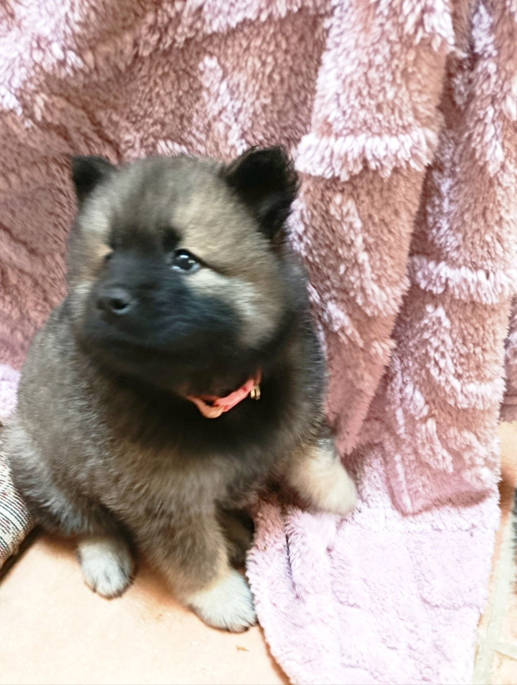 Guardians Of Storming Wheel - Chiots disponibles - Eurasier