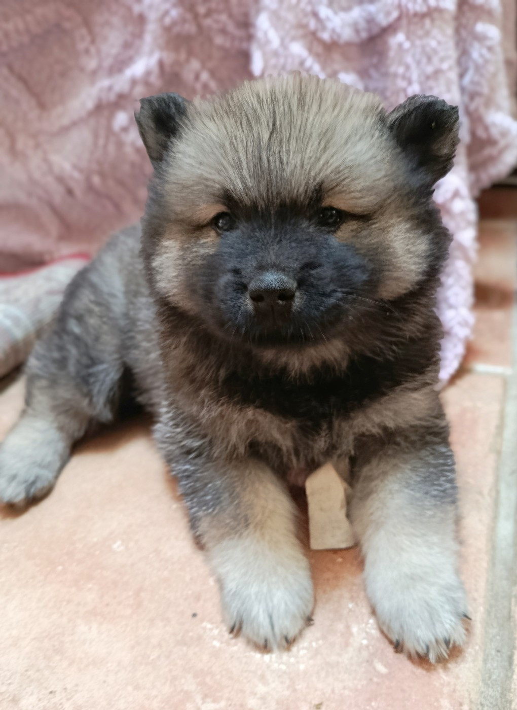 Guardians Of Storming Wheel - Chiots disponibles - Eurasier