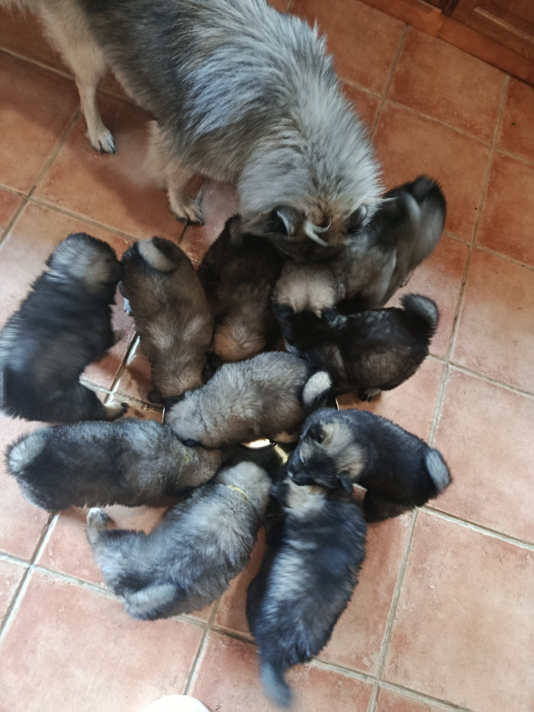 Guardians Of Storming Wheel - Eurasier - Portée née le 09/08/2026