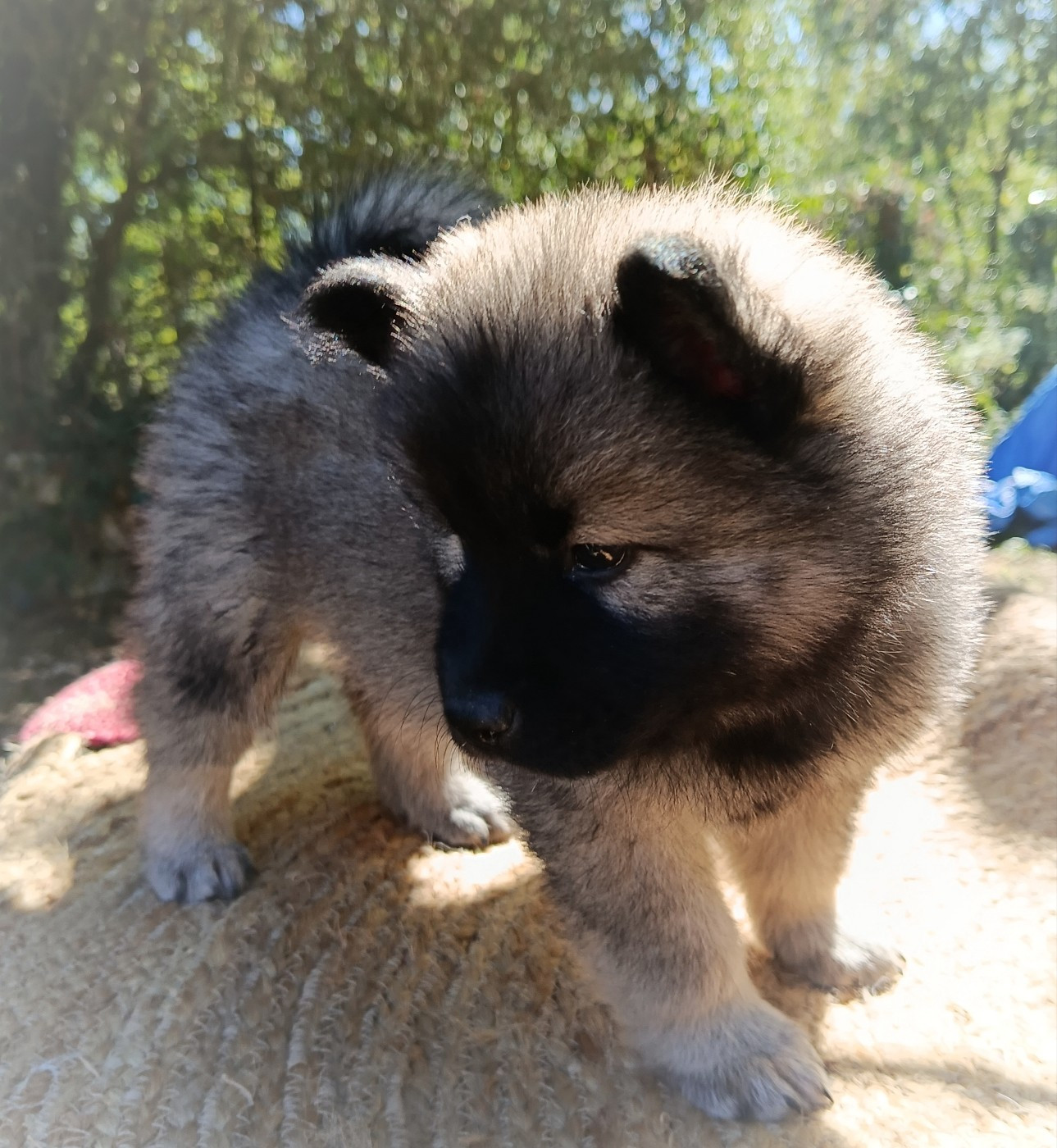 Guardians Of Storming Wheel - Chiots disponibles - Eurasier