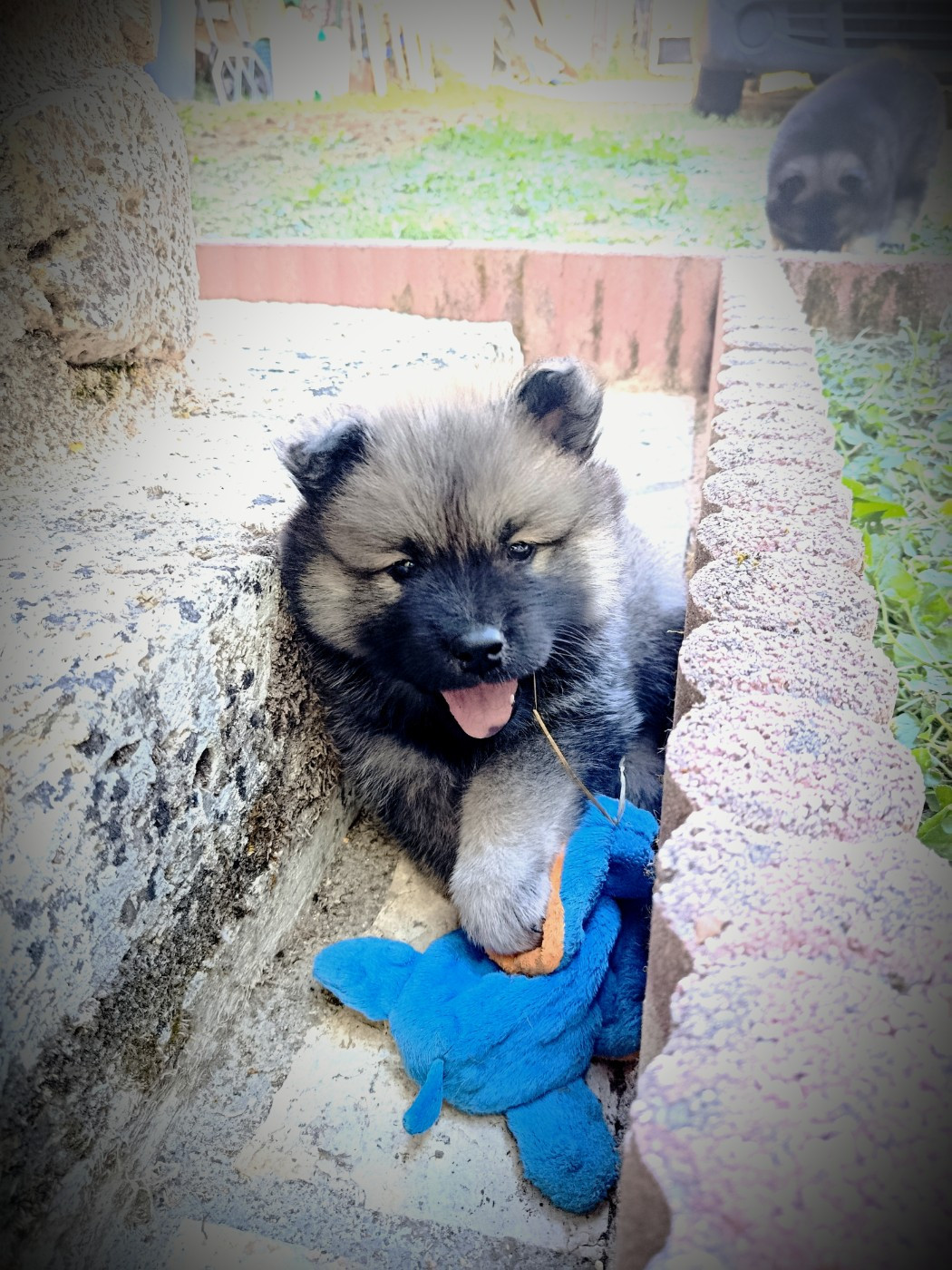 Guardians Of Storming Wheel - Chiots disponibles - Eurasier