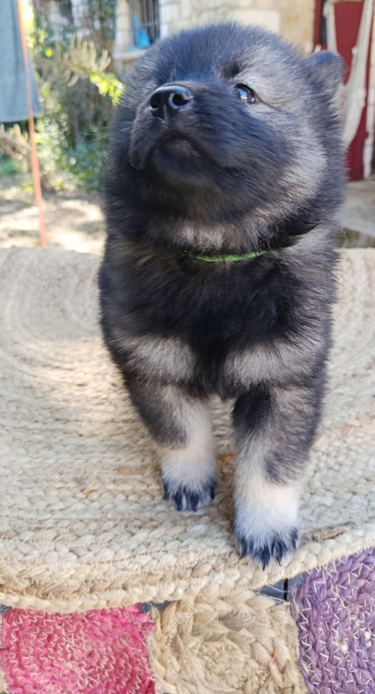 Guardians Of Storming Wheel - Chiots disponibles - Eurasier